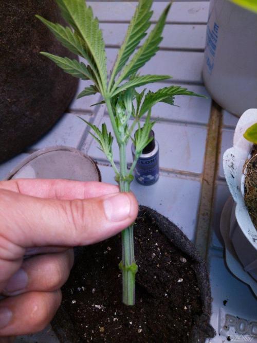 Ukhta. Fruit Gum. Week 5