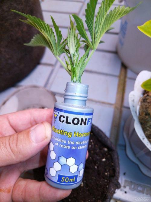 Ukhta. Fruit Gum. Week 5