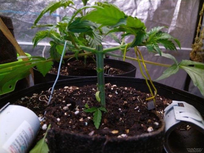 Ukhta. Fruit Gum. Week 5