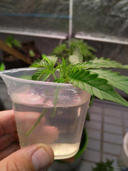 Ukhta. Fruit Gum. Week 5