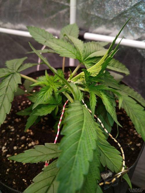 Ukhta. Fruit Gum. Week 5