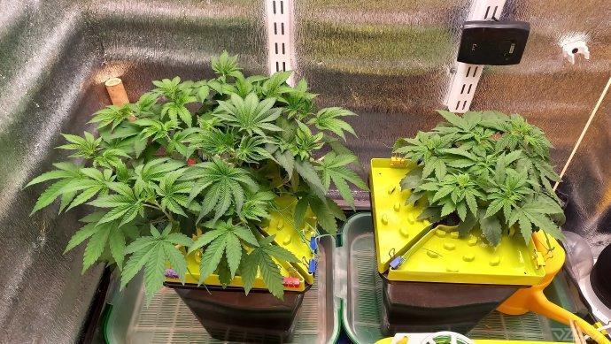 UKHTA. Fruit Gum. Week 5