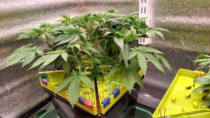 UKHTA. Fruit Gum. Week 5