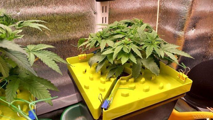 UKHTA. Fruit Gum. Week 5