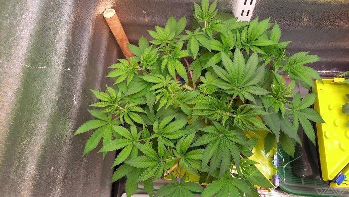 UKHTA. Fruit Gum. Week 5