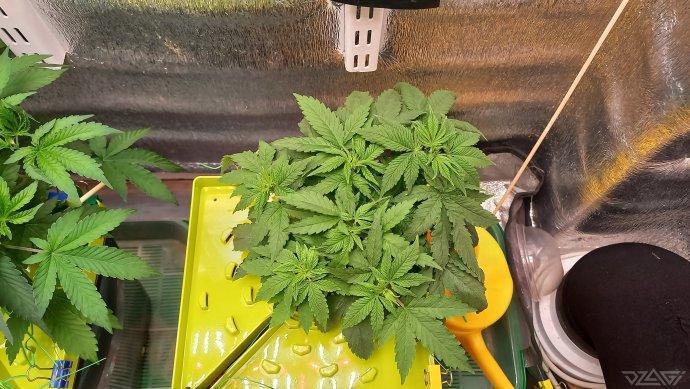 UKHTA. Fruit Gum. Week 5