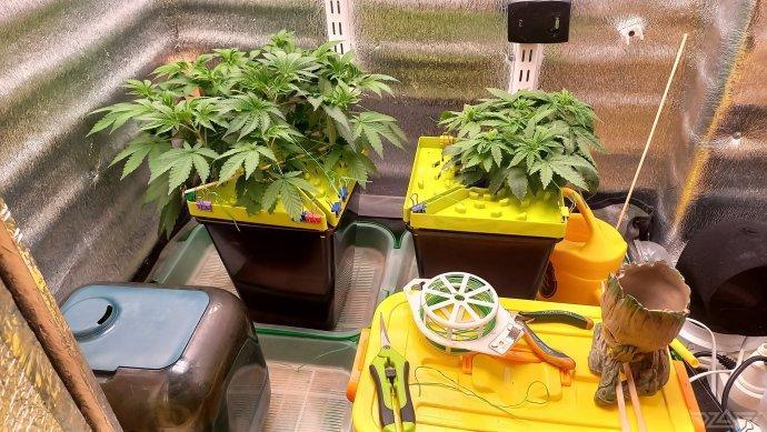 UKHTA. Fruit Gum. Week 5