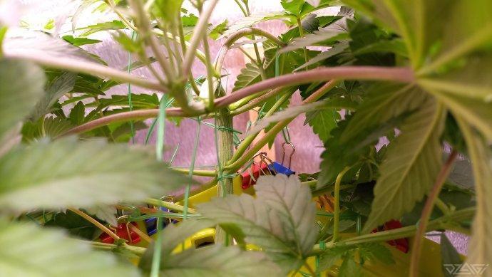 UKHTA. Fruit Gum. Week 5