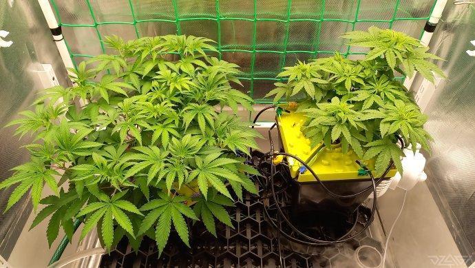 UKHTA. Fruit Gum. Week 6
