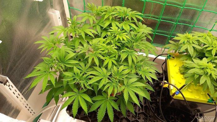 UKHTA. Fruit Gum. Week 6