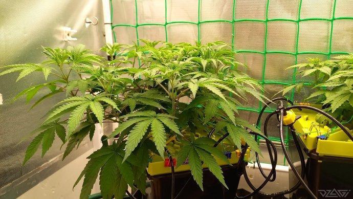 UKHTA. Fruit Gum. Week 6