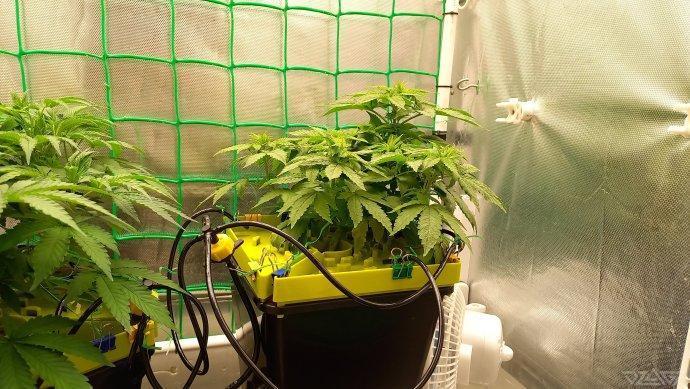 UKHTA. Fruit Gum. Week 6