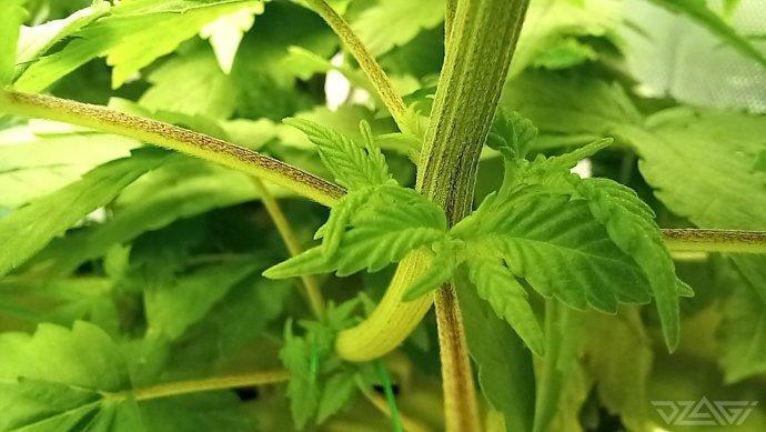 UKHTA. Fruit Gum. Week 6