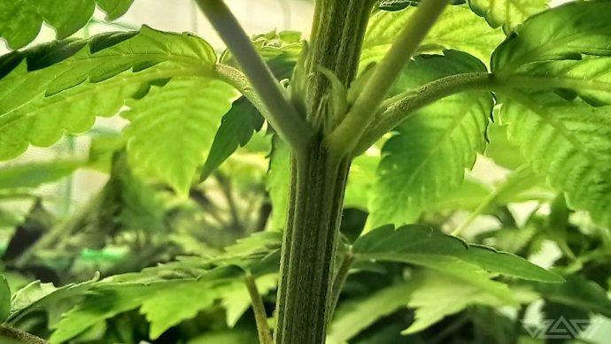 UKHTA. Fruit Gum. Week 6