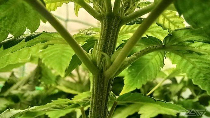 UKHTA. Fruit Gum. Week 6