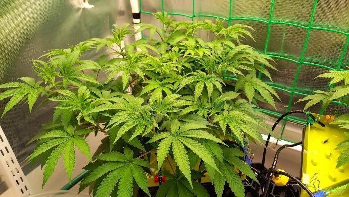 UKHTA. Fruit Gum. Week 6