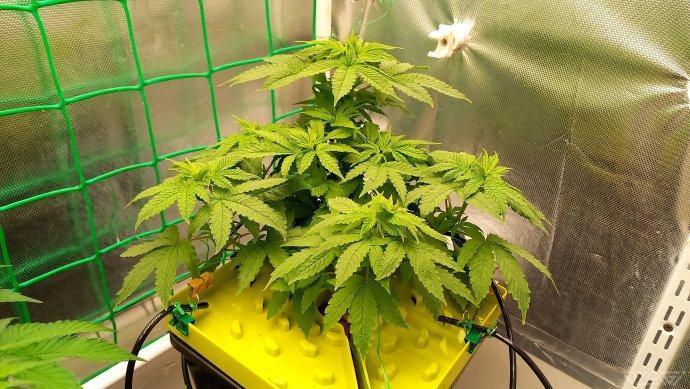 UKHTA. Fruit Gum. Week 6