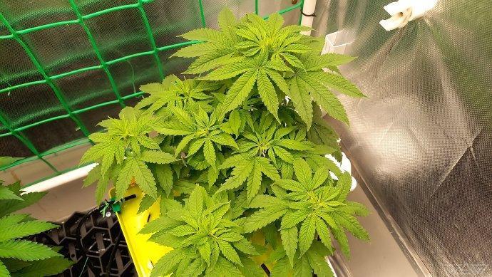 UKHTA. Fruit Gum. Week 6