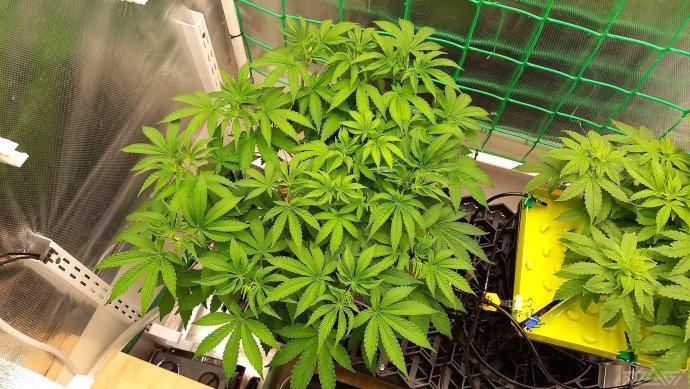UKHTA. Fruit Gum. Week 6