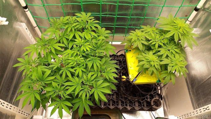 UKHTA. Fruit Gum. Week 6