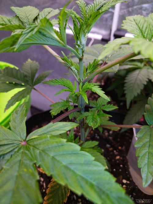 Ukhta. Fruit Gum. Week 6