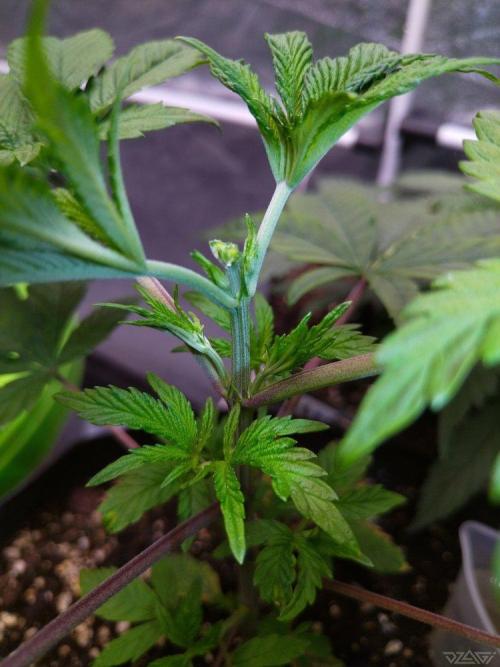 Ukhta. Fruit Gum. Week 6