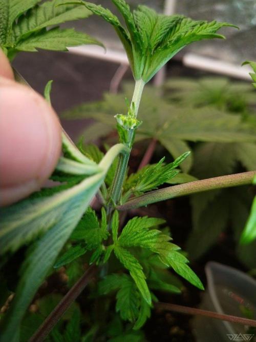 Ukhta. Fruit Gum. Week 6