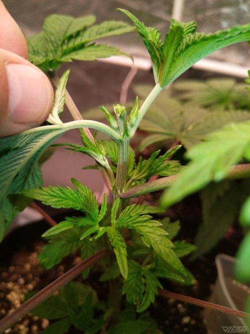 Ukhta. Fruit Gum. Week 6