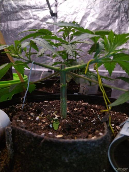 Ukhta. Fruit Gum. Week 7