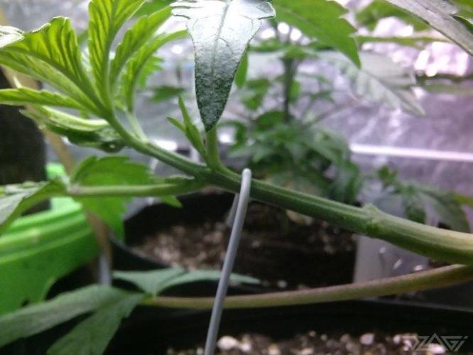 Ukhta. Fruit Gum. Week 7