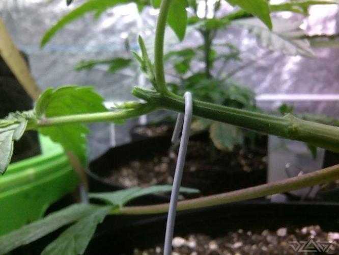 Ukhta. Fruit Gum. Week 7