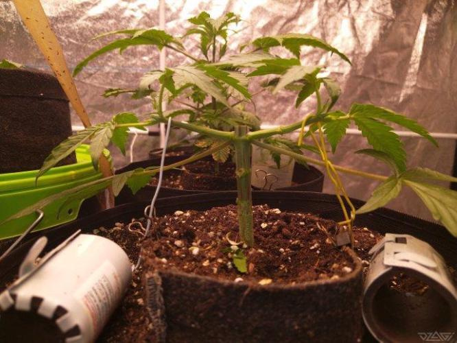 Ukhta. Fruit Gum. Week 7