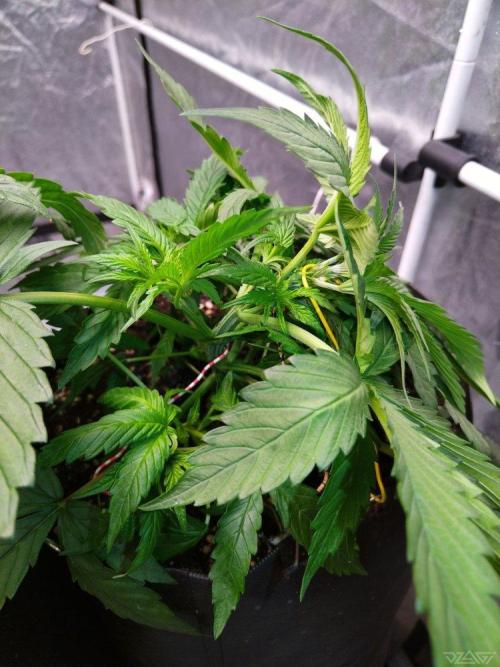 Ukhta. Fruit Gum. Week 8