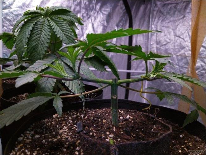 Ukhta. Fruit Gum. Week 8