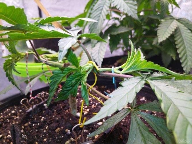 Ukhta. Fruit Gum. Week 8