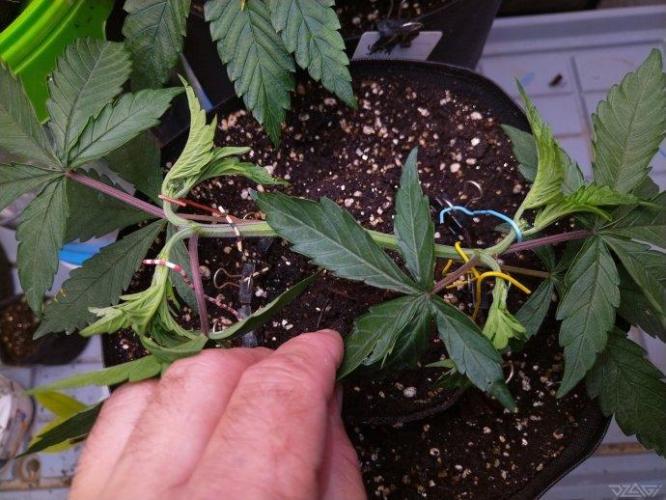 Ukhta. Fruit Gum. Week 8