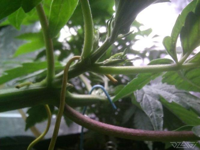 Ukhta. Fruit Gum. Week 8