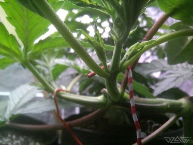 Ukhta. Fruit Gum. Week 8