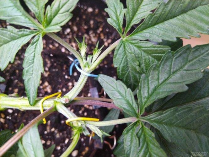 Ukhta. Fruit Gum. Week 8