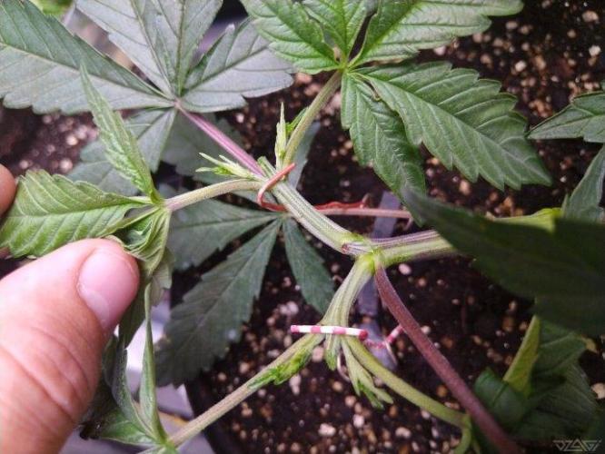 Ukhta. Fruit Gum. Week 8