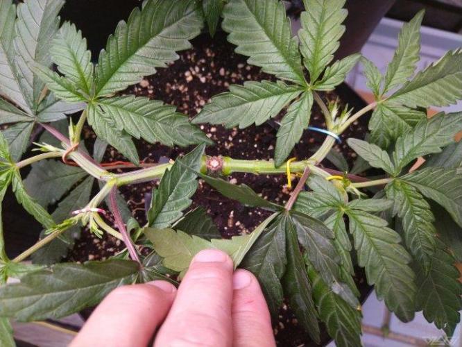 Ukhta. Fruit Gum. Week 8