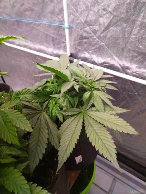 Ukhta. Fruit Gum. Week 8