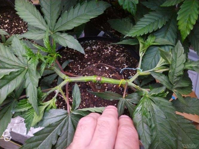 Ukhta. Fruit Gum. Week 8