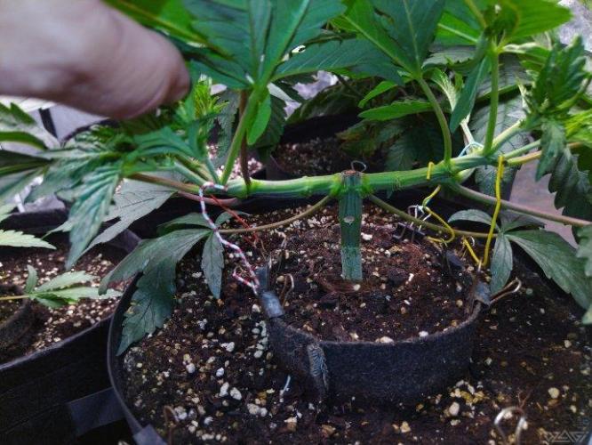 Ukhta. Fruit Gum. Week 8