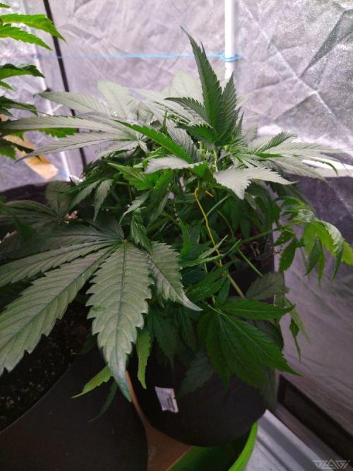 Ukhta. Fruit Gum. Week 8