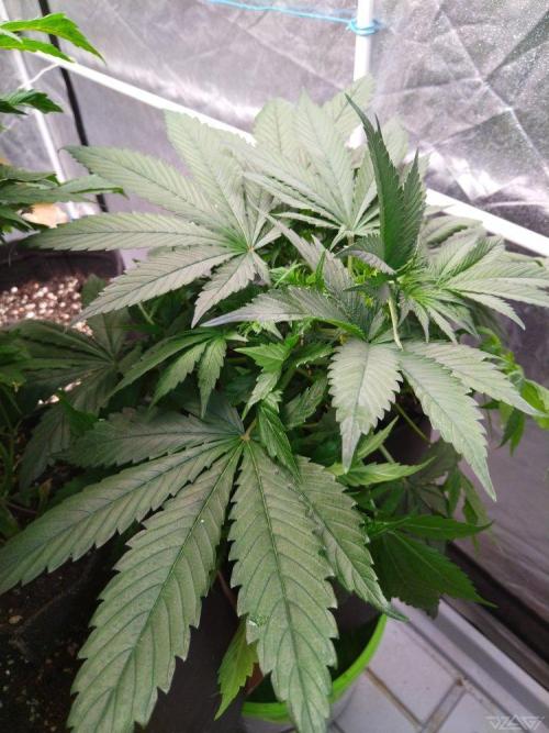 Ukhta. Fruit Gum. Week 8