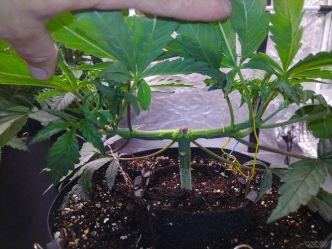 Ukhta. Fruit Gum. Week 8