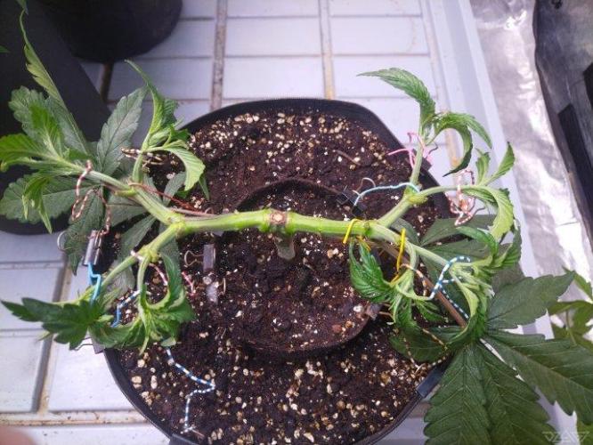 Ukhta. Fruit Gum. Week 8