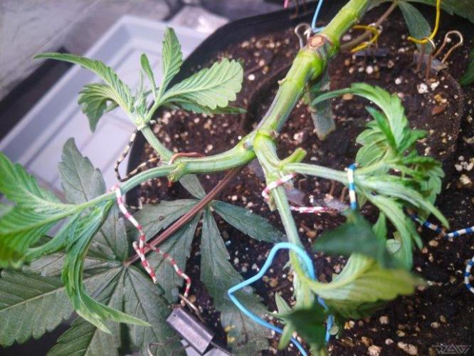 Ukhta. Fruit Gum. Week 8