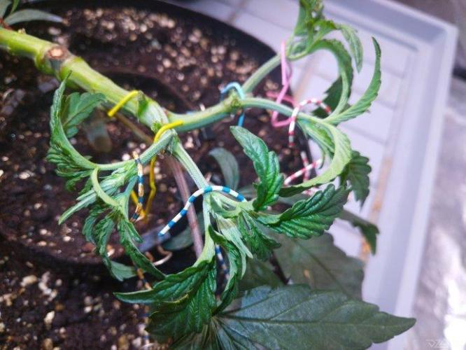 Ukhta. Fruit Gum. Week 8